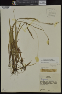 Paspalum setaceum var. muhlenbergii image