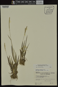 Paspalum setaceum var. muhlenbergii image