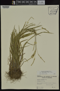 Paspalum setaceum var. muhlenbergii image