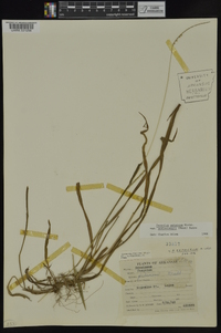 Paspalum setaceum var. muhlenbergii image