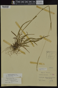 Paspalum setaceum var. muhlenbergii image