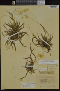 Paspalum setaceum var. muhlenbergii image