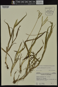 Paspalum pubiflorum image