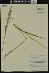 Paspalum urvillei image