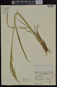 Paspalum urvillei image