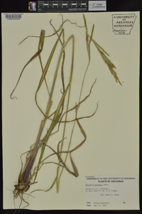 Paspalum urvillei image