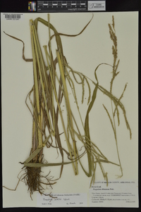 Paspalum urvillei image