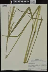Paspalum urvillei image