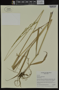 Paspalum urvillei image