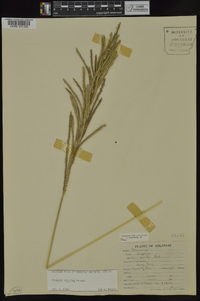 Paspalum urvillei image