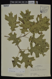 Quercus shumardii image