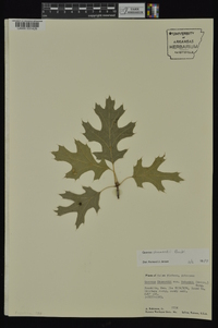 Quercus shumardii image