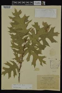 Quercus shumardii image