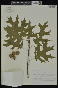 Quercus shumardii image