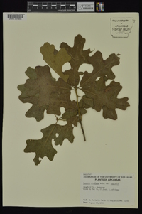 Quercus stellata var. stellata image