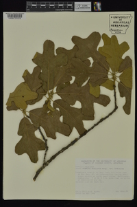 Quercus stellata var. stellata image