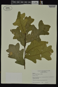 Quercus stellata var. stellata image