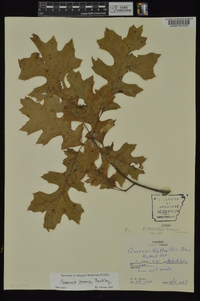 Quercus texana image