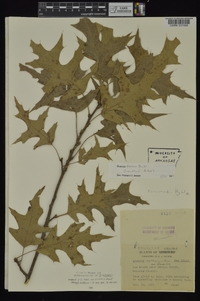 Quercus texana image