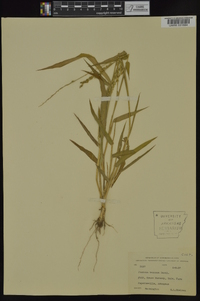 Urochloa texana image