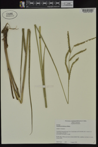 Paspalum floridanum image