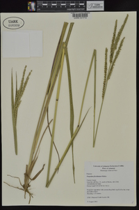 Paspalum floridanum image