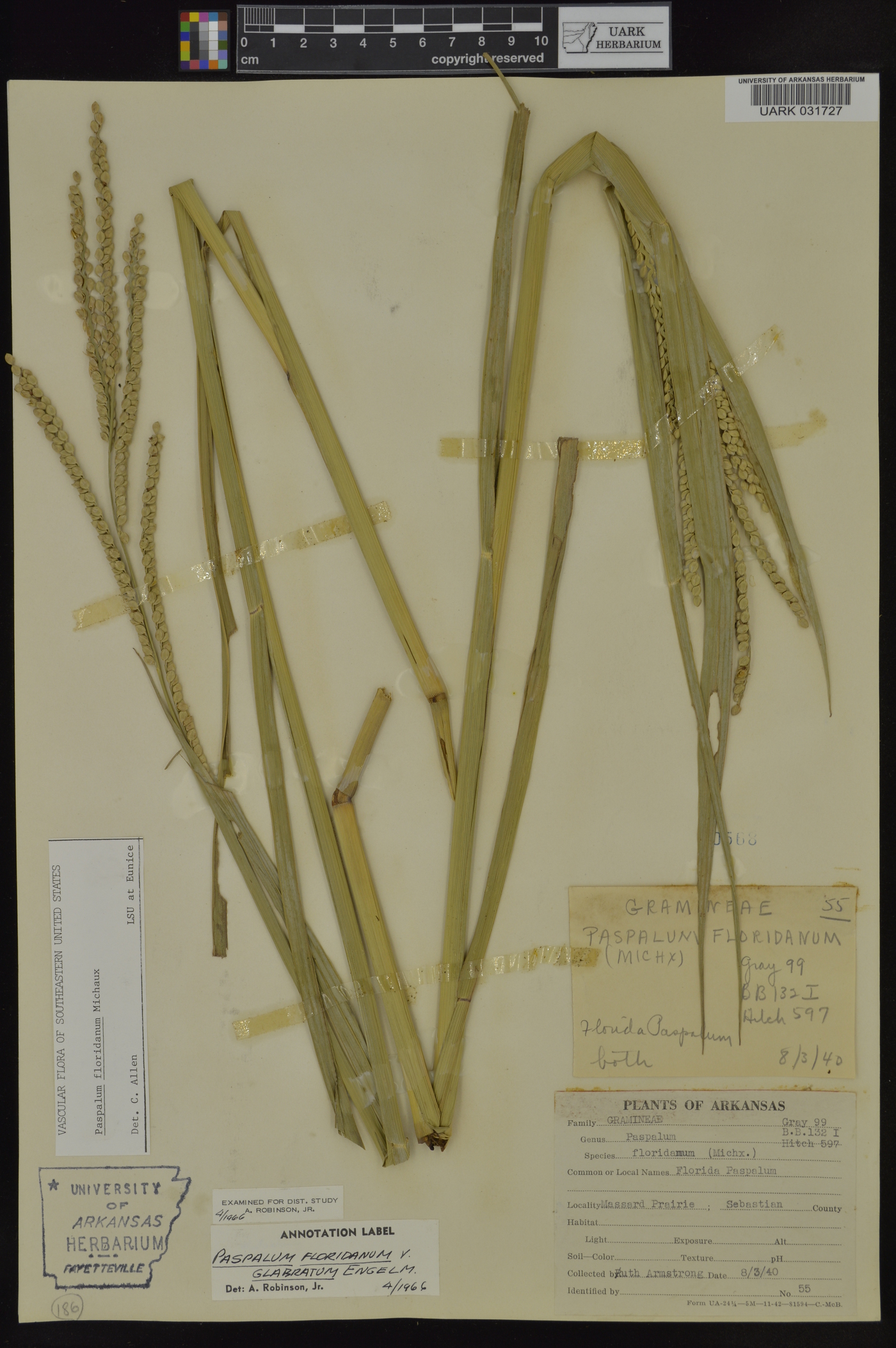 Paspalum floridanum var. glabratum image