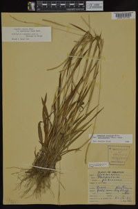 Paspalum setaceum var. muhlenbergii image