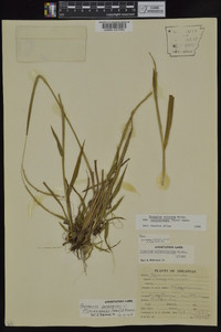 Paspalum setaceum var. muhlenbergii image