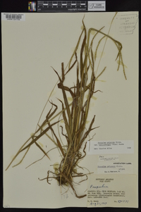 Paspalum setaceum var. muhlenbergii image