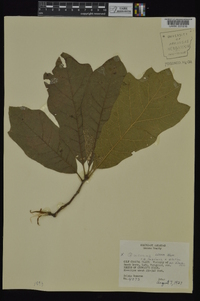 Quercus × leana image