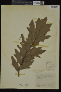 Quercus x ludoviciana image