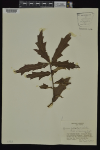 Quercus x ludoviciana image