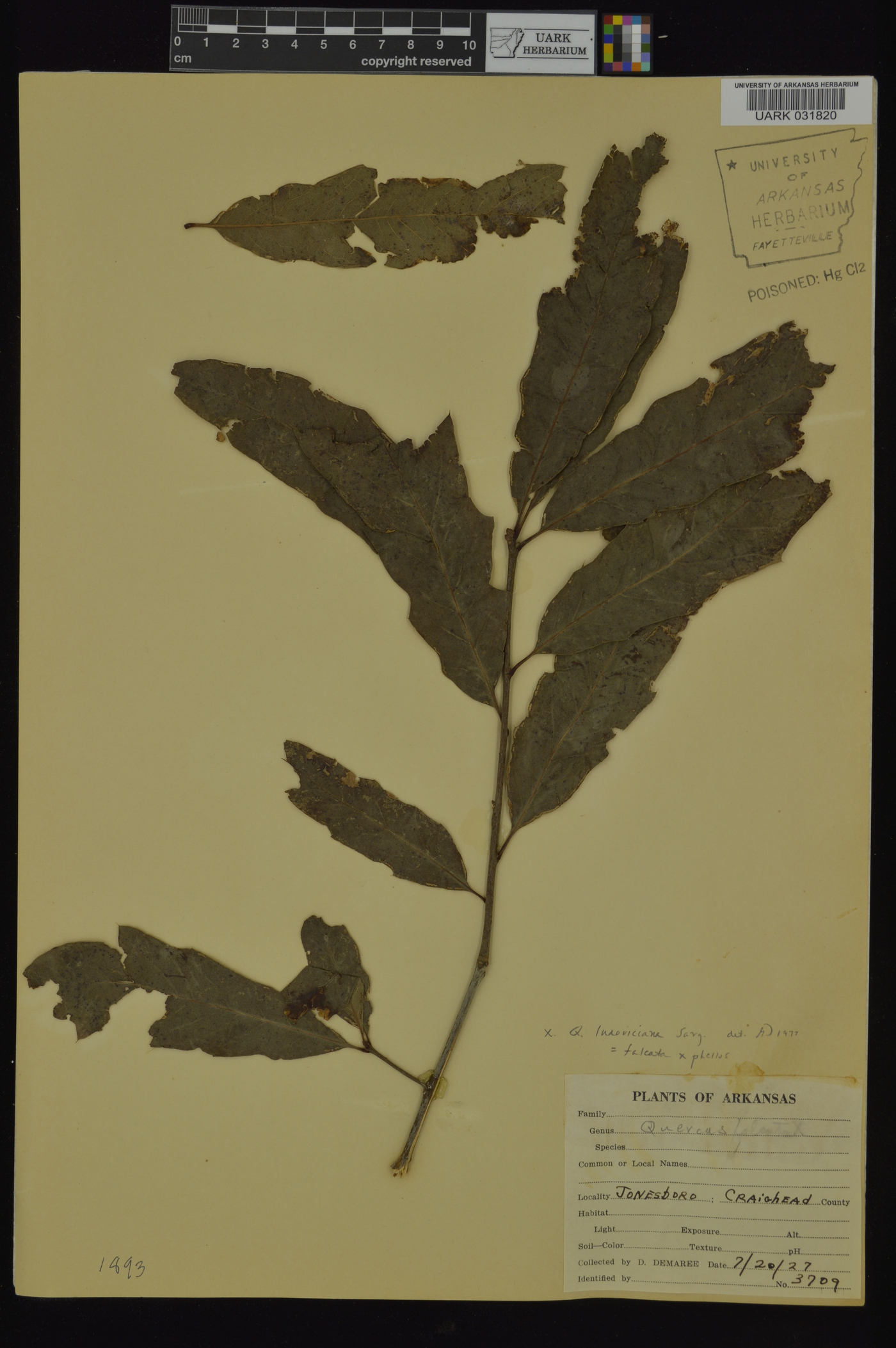 Quercus x ludoviciana image
