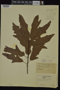 Quercus x ludoviciana image