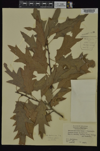 Quercus x ludoviciana image