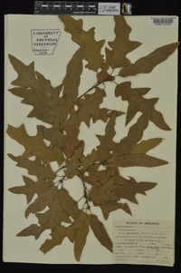 Quercus x ludoviciana image