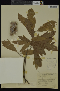 Quercus x ludoviciana image