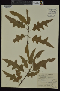 Quercus x ludoviciana image