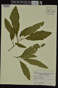 Quercus x ludoviciana image