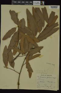 Quercus x ludoviciana image