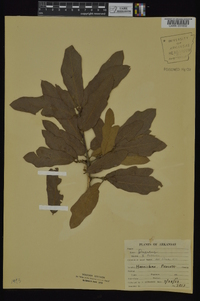 Quercus x rudkinii image