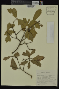 Quercus x venulosa image