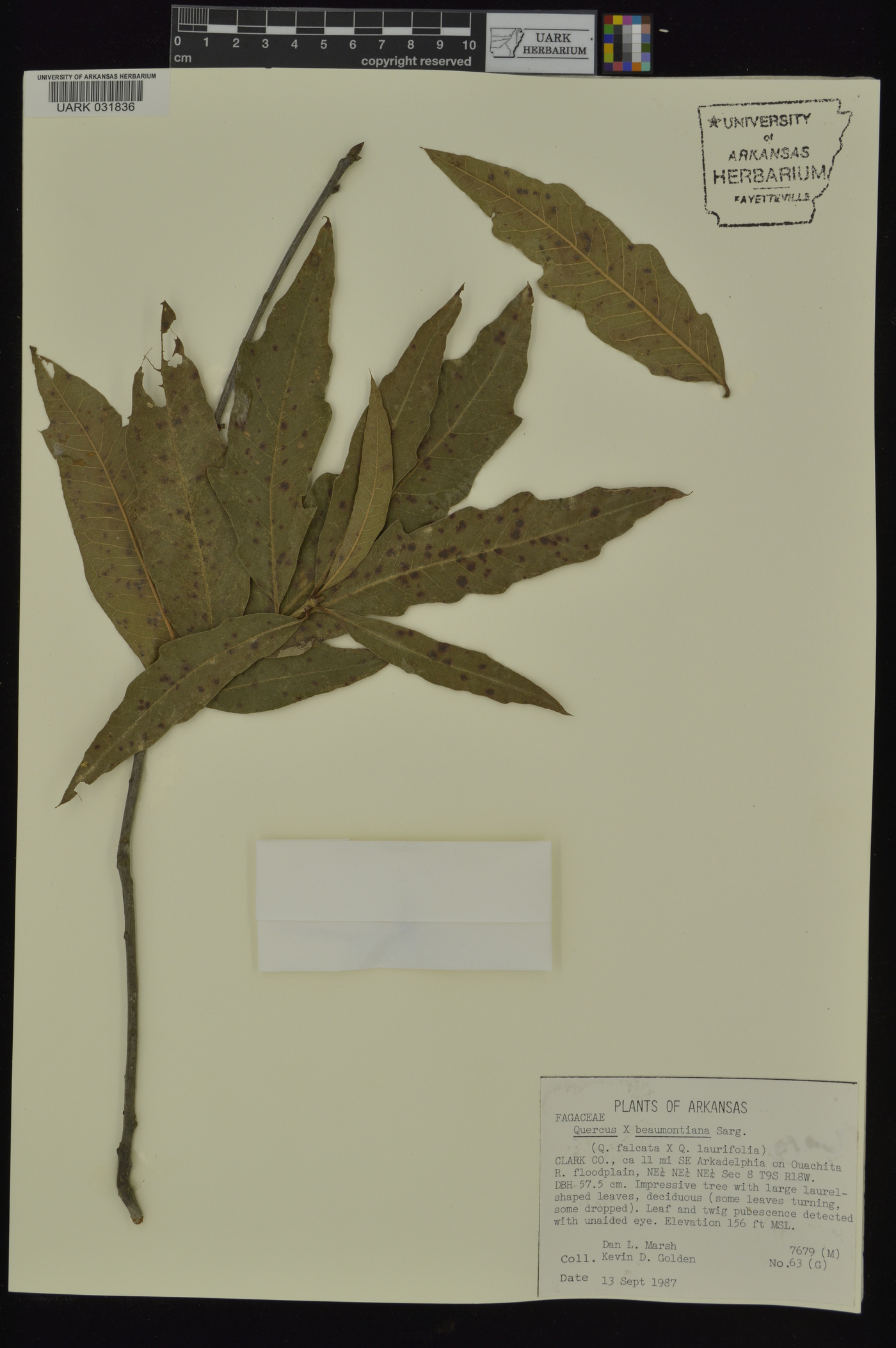 Quercus x beaumontiana image