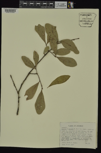 Quercus x capesii image