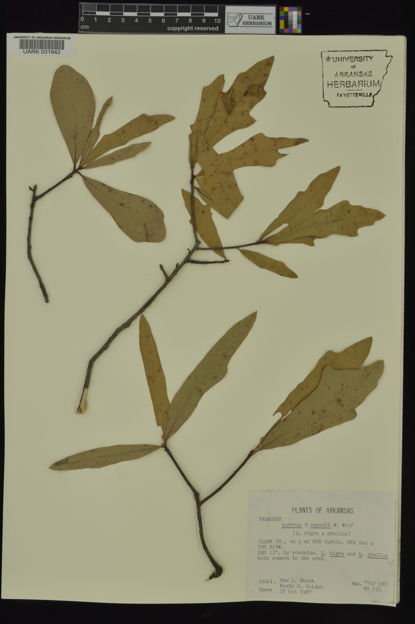 Quercus x capesii image