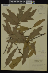 Quercus x filialis image