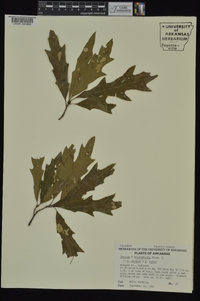 Quercus x heterophylla image