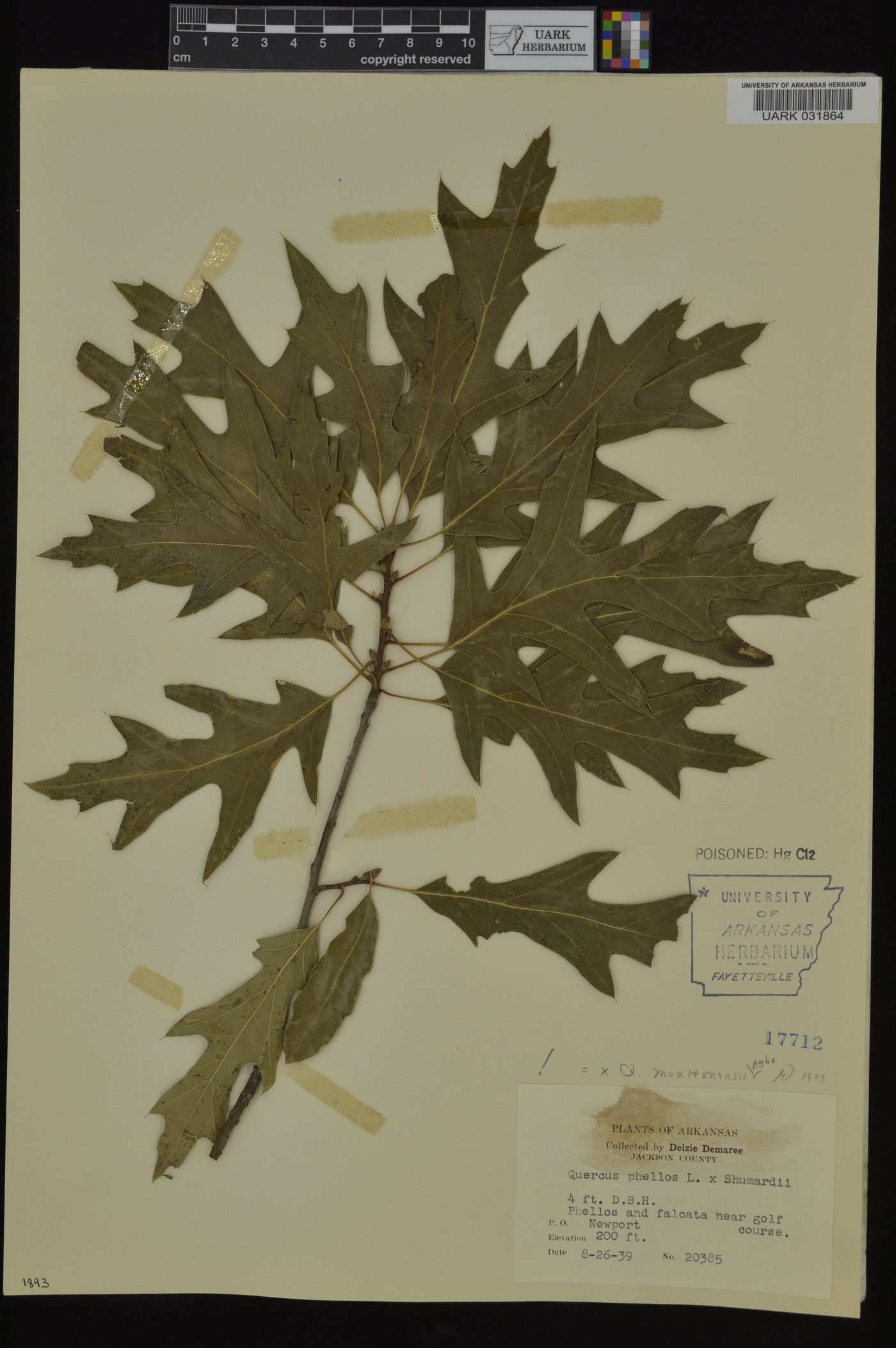 Quercus x moultonensis image