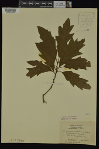 Quercus x schochiana image